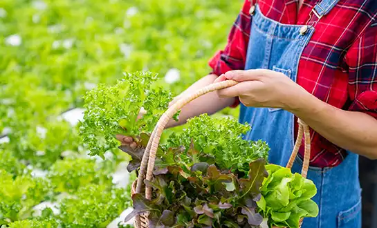 plant immune inducer plant immune inducer