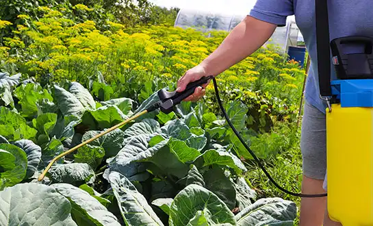 plant immune inducer