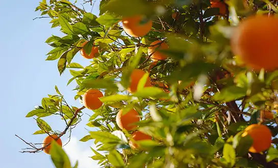 Organic peptide fertilizer Organic peptide fertilizer