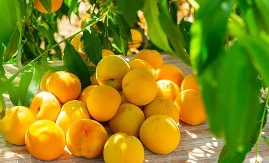 viral stress viral stress