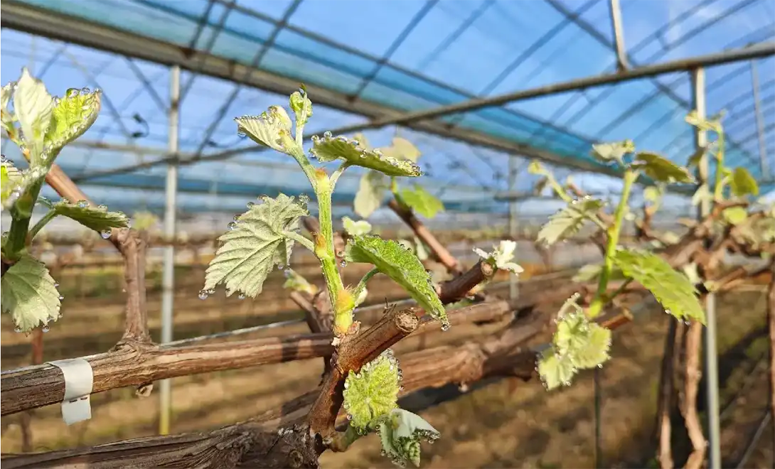 After grapes were treated with antiviral peptides After grapes were treated with antiviral peptides