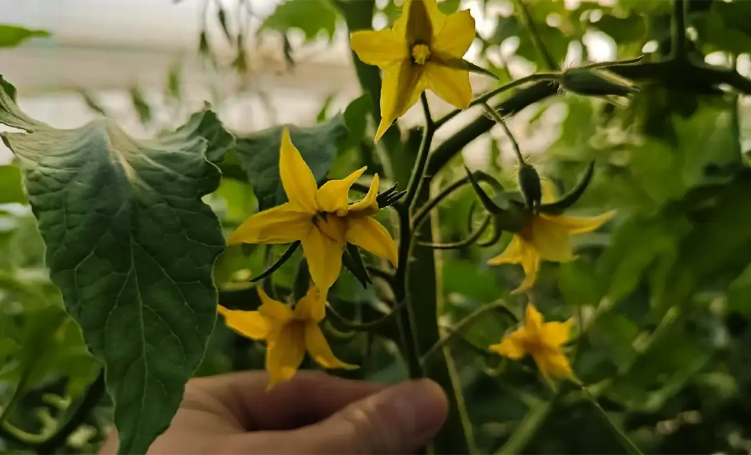 Tomatoes flower after application of antiviral peptides Tomatoes flower after application of antiviral peptides