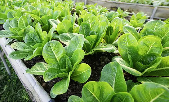 liquid fertilizer liquid fertilizer