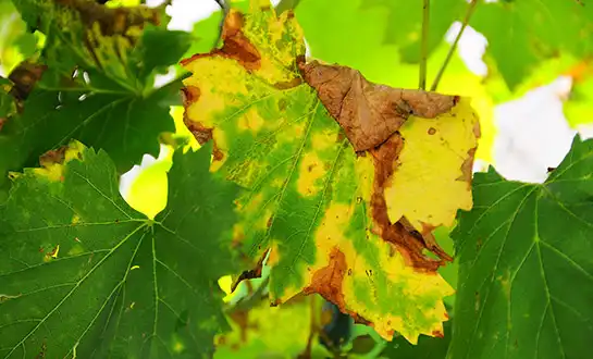 grape fertilizer grape fertilizer