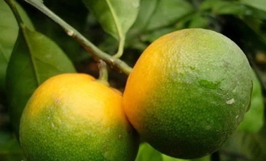 liquid fertilizer liquid fertilizer