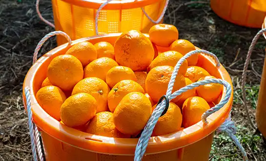 bio-peptides bio-peptides