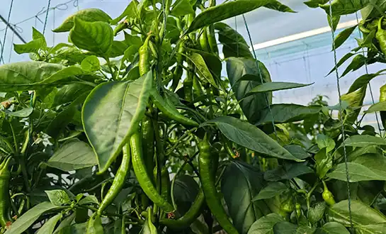 amino acid fertilizer amino acid fertilizer