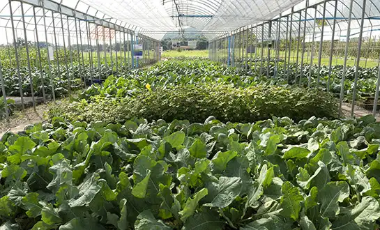 root growth promoter root growth promoter