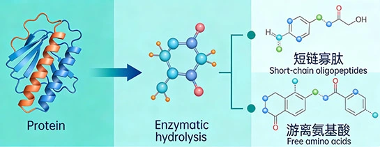 liquid amino acid fertilizer liquid amino acid fertilizer