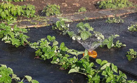 peptide root booster