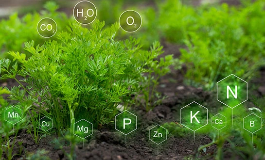 micronutrients for plants micronutrients for plants
