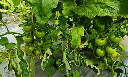 yeast peptides yeast peptides