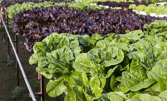 bioactive yeast peptides bioactive yeast peptides