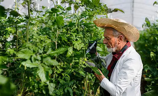 biostimulants biostimulants