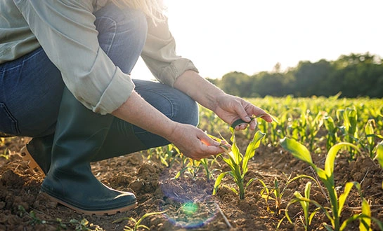 amino acid biostimulants amino acid biostimulants