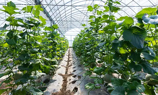 plants fertilizer plants fertilizer