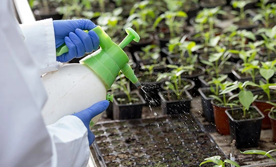 plants immunity peptide plants immunity peptide