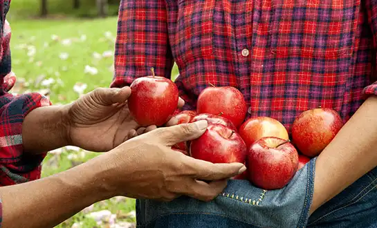 orchid fertilizer orchid fertilizer