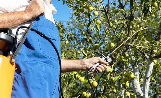 fertilizer for apple fertilizer for apple