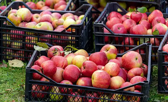 fertilizer for apple