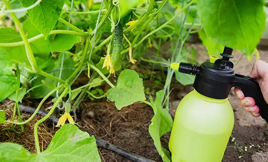 foliar fertilizer sprays