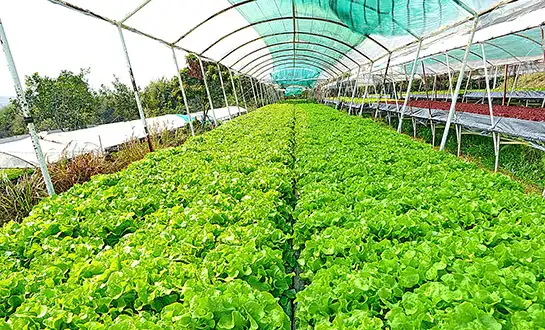 amino acid fertilizer amino acid fertilizer