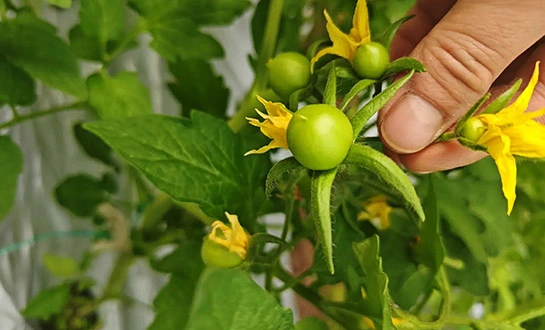 best fertilizer for tomatoes best fertilizer for tomatoes