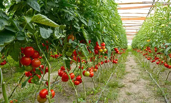 best tomato fertilizer best tomato fertilizer