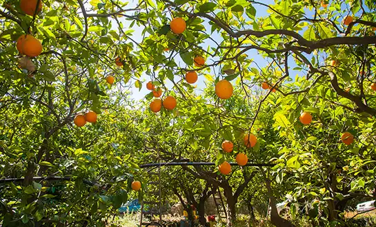 fruit tree fertilizer fruit tree fertilizer