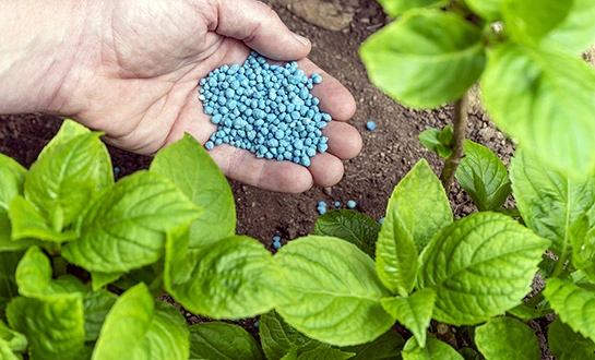 plant fertilizer plant fertilizer