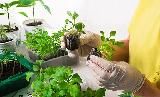 plant fertilizer plant fertilizer