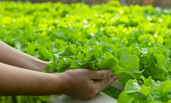 yeast peptides yeast peptides