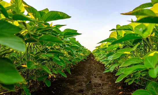 liquid fertilizer liquid fertilizer