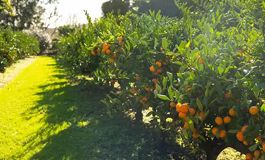 LYS antiviral peptides