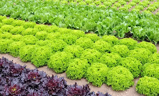 biostimulants biostimulants