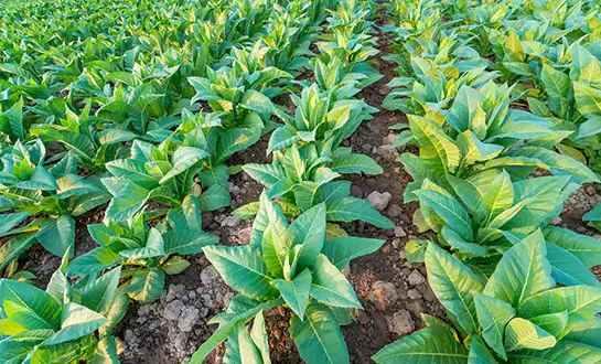 biostimulants biostimulants