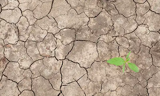 organic biostimulants organic biostimulants