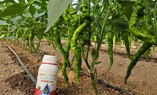 organic biostimulants