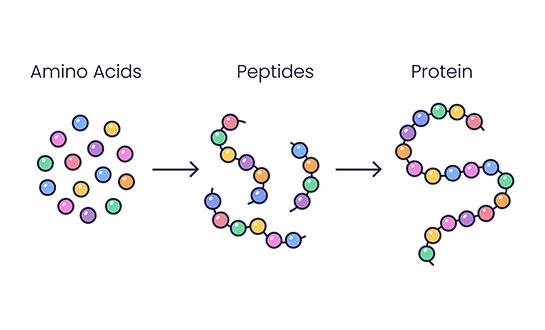 amino acid peptide fertilizer