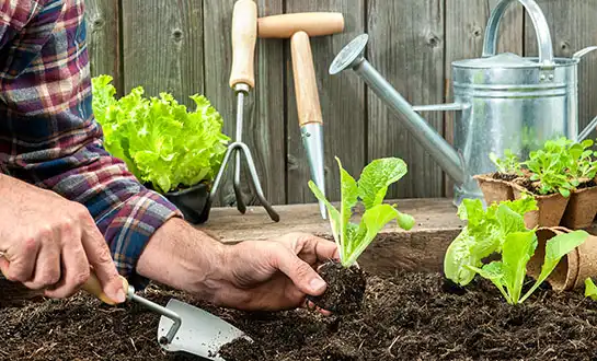 Peptide root boosters