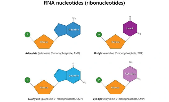 amino acid peptide amino acid peptide