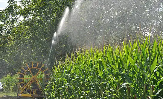 amino acid fertilizer amino acid fertilizer