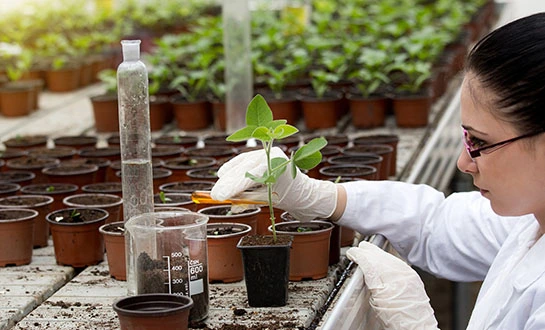 amino acid fertilizer amino acid fertilizer