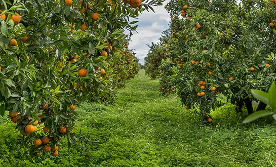 peptide foliar fertilizer