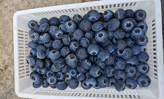 bioactive biostimulant