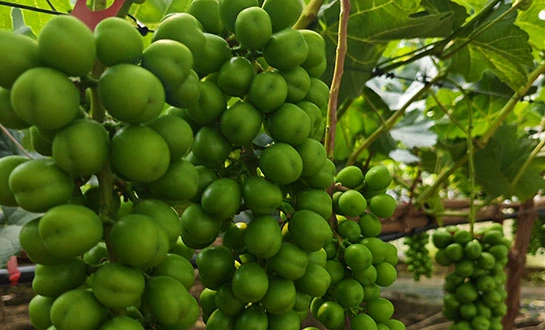 bioactive biostimulant bioactive biostimulant