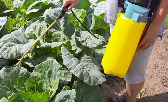 plant fertilizer plant fertilizer