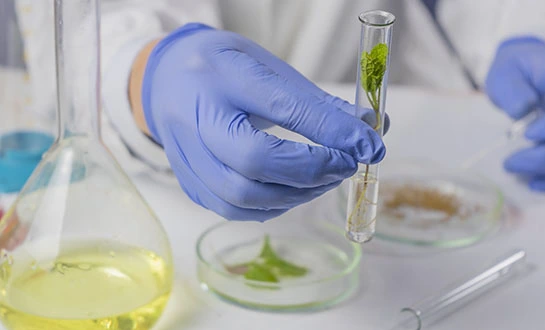 amino acid plant stimulant amino acid plant stimulant