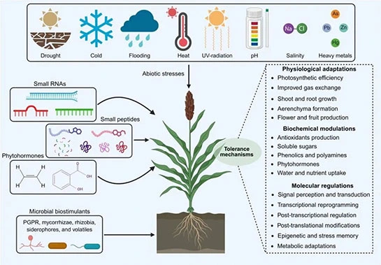 root growth fertilizer root growth fertilizer
