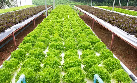 peptide root fertilizer peptide root fertilizer